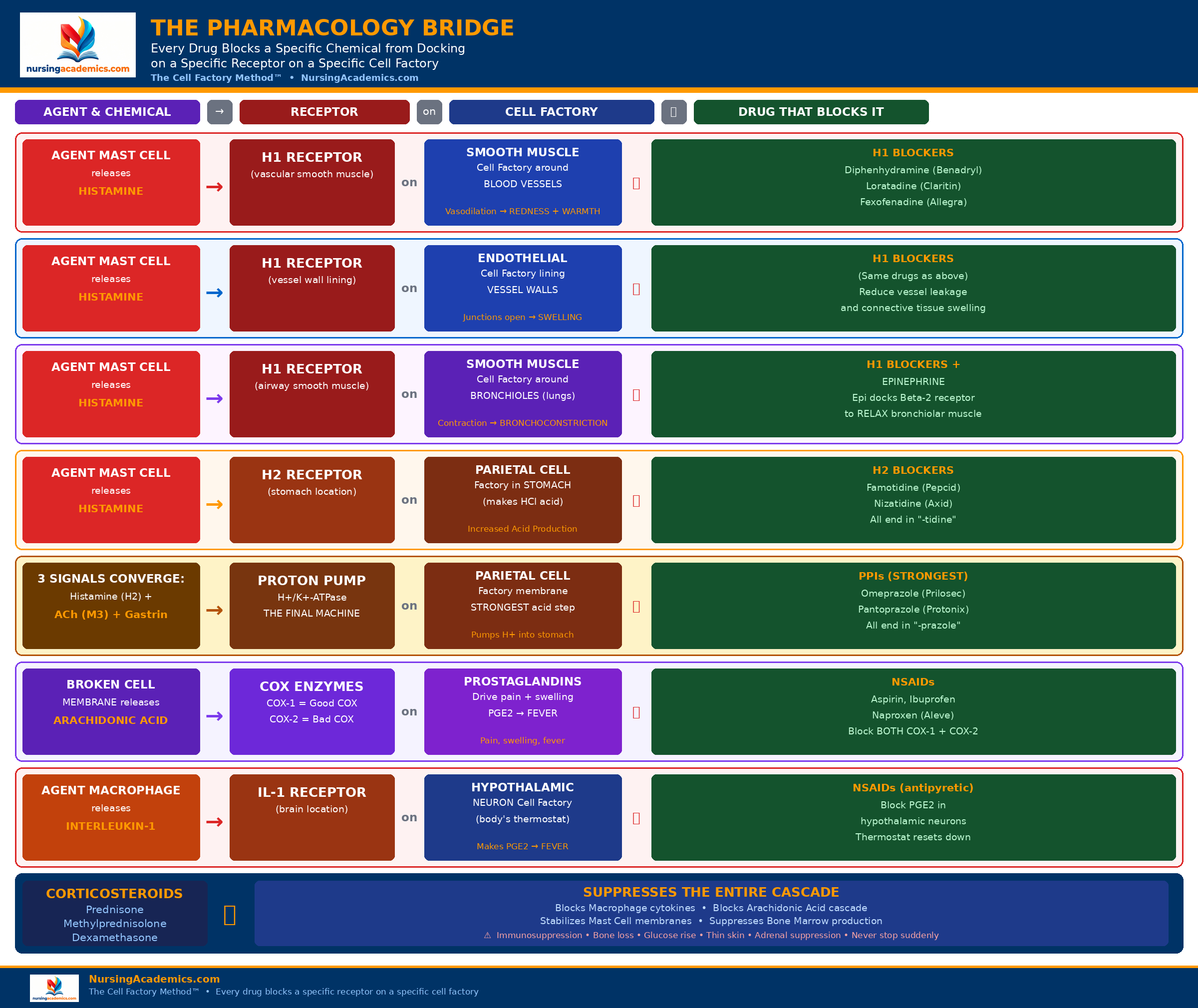 Pharmacology bridge image