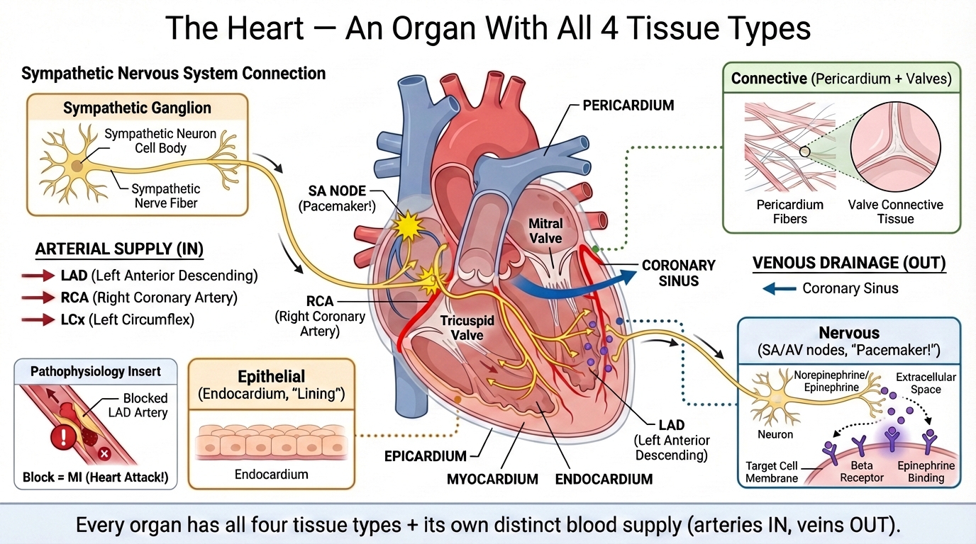 LPN Review - Cardiomyocyte Comprehensive | Board Game #25 preview