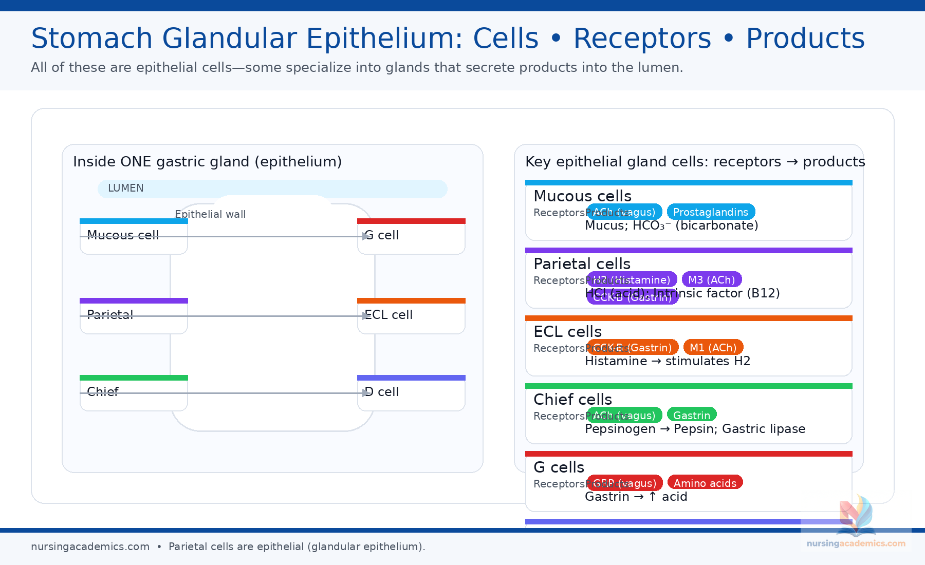 Receptor Pharmacology Cell Factory - LPN NCLEX Adaptive Tutorial preview
