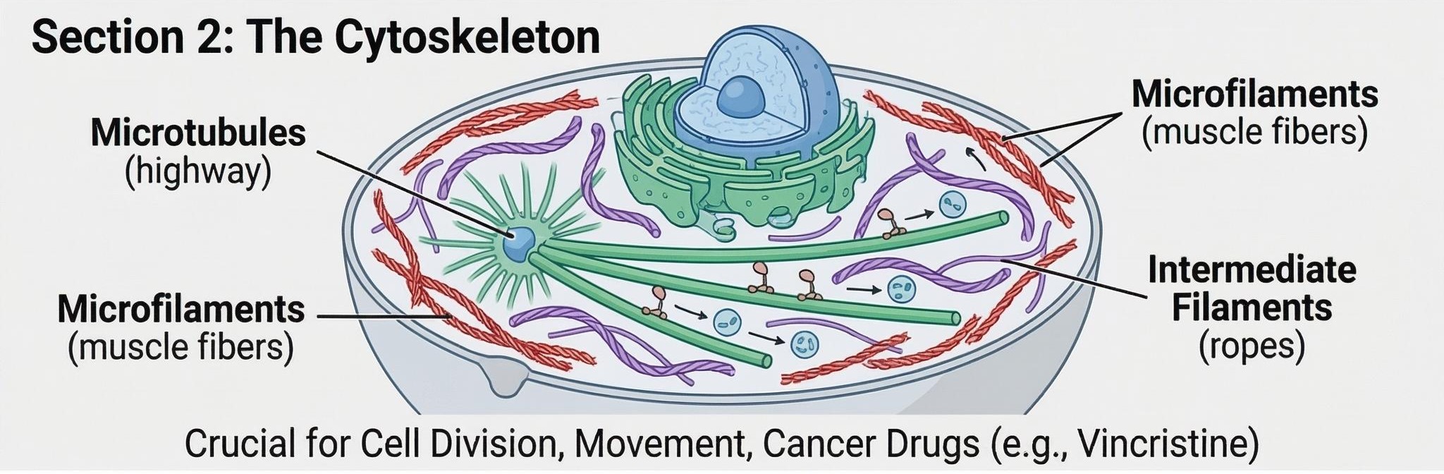 Diagram of the cytoskeleton: microtubules, microfilaments and intermediate filaments inside a cell